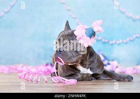 Geburtstagshund. Süßer französischer Bulldog mit teilweise Mütze und Papierschnüren im Mund vor blauem Hintergrund mit Kopierbereich Stockfoto