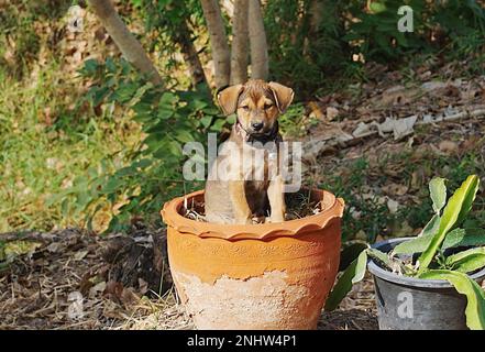 Ein brauner 8 Wochen alter Hund sitzt in einem Tonblumentopf und ist eine unscharfe natürliche Landschaft mit verschiedenen Bäumen Stockfoto