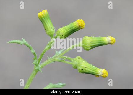 Common Groundsel, Senecio vulgaris, auch bekannt als gemahlenes Glutton, Grundy Swallow oder Old-man-in-the-Spring, wilde Blütenpflanze aus Finnland Stockfoto