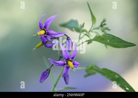 Bittersweet, Solanum dulcamara, auch bekannt als Fellenwort, Felonwood, Poisonberry, Poisonflower oder Snakeberry, wilde giftige Pflanze aus Finnland Stockfoto