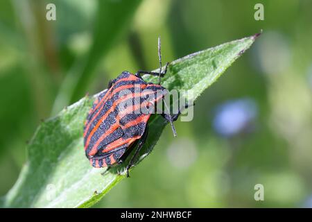 Graphosoma lineatum, allgemein bekannt als gestreifter Käfer oder Minstrel-Käfer, schützt Käfer vor Finnland Stockfoto