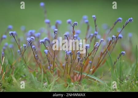 Blaues Skorpiongras, Myosotis stricta, auch bekannt als strenge vergessene, wilde Frühlingsblume aus Finnland Stockfoto
