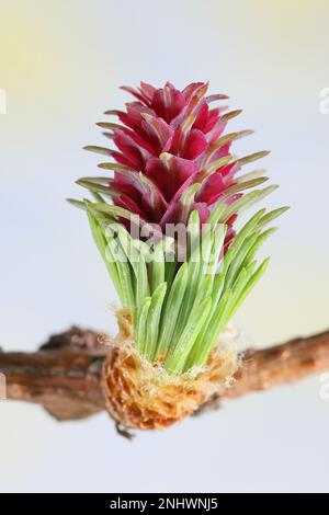 Weibliche Zapfen von Larix sibirica, auch bekannt als sibirische Lärche oder russische Lärche, die im April blüht Stockfoto