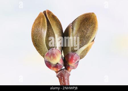 Ahornbaum, Acer Platanoides, Blütenknospen im Frühling Stockfoto