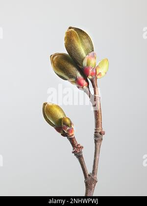 Blattknospen von Norwegen Maple, Acer Platanoides, fotografiert im April Stockfoto