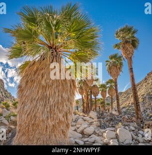 Ein riesiger Petticoat im Desert Fan Palm am Surprise Grove in Mountain Palm Springs im Anza Borrego Desert Park, Sonoran Desert, Kalifornien, USA Stockfoto