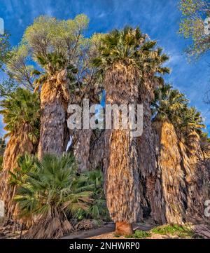 Riesige Petticoats an verschlungenen Fanpalmen, Cottonwoods wachsen oben, Palmenhain, Cottonwood Spring Oase, Sonnenuntergang, Joshua Tree Natl Park, Kalifornien Stockfoto