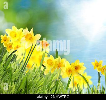 Wunderschöne gelbe Narzissen im Freien an sonnigen Tagen Stockfoto