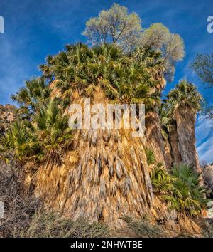 Riesige Petticoats an verschlungenen Fanpalmen, Cottonwoods wachsen oben, Palmenhain, Cottonwood Spring Oase, Sonnenuntergang, Joshua Tree Natl Park, Kalifornien Stockfoto