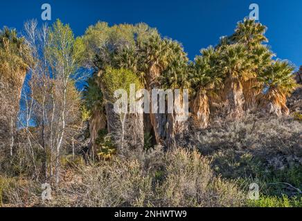 Riesige verschlungene Palmen, auf dem Gipfel wachsende Cottonwood-Bäume, Wüstenpalmenhaine in der Cottonwood Spring Oase, Joshua Tree Natl Park, Kalifornien, USA Stockfoto