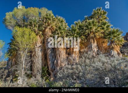 Riesige verschlungene Palmen, auf dem Gipfel wachsende Cottonwood-Bäume, Wüstenpalmenhaine in der Cottonwood Spring Oase, Joshua Tree Natl Park, Kalifornien, USA Stockfoto