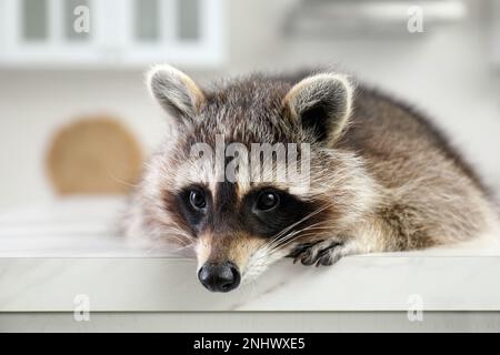 Süßer Waschbär, der auf dem Tisch in der Küche lag, Nahaufnahme Stockfoto