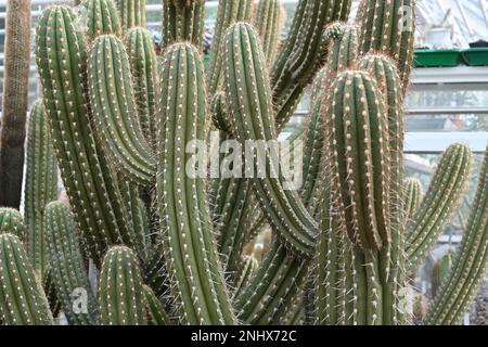 Im botanischen Garten wachsende Kaktusstämme mit dem Namen Browningia chlorocarpa. Kompositkaktien wachsen in Baumform mit Fokus auf den Vordergrund Stockfoto