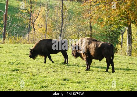 Wisents oder Europäische Bisons, Bison bonasus auf lateinisch, leben in freier Natur in der Westschweiz. Zwei ausgewachsene Tiere fressen Gras. Stockfoto