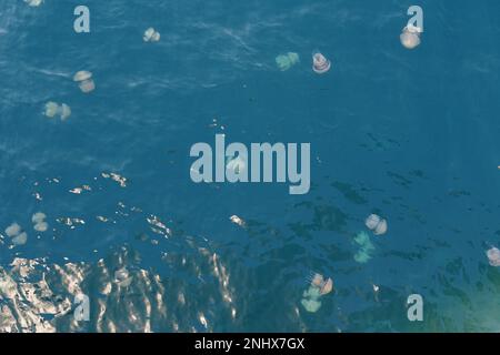 Viele Quallen in der Adria nahe der Küste im Hafen von Koper, Slowenien. Der Hintergrund und die Farbe des Meeres sind hellblau. Stockfoto