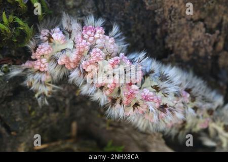 Männliche Aspenkatze, Populus tremula Stockfoto