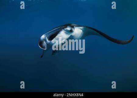 Mantarochen schwimmen frei im offenen Meer. Riesige Manta im blauen Hintergrund Stockfoto