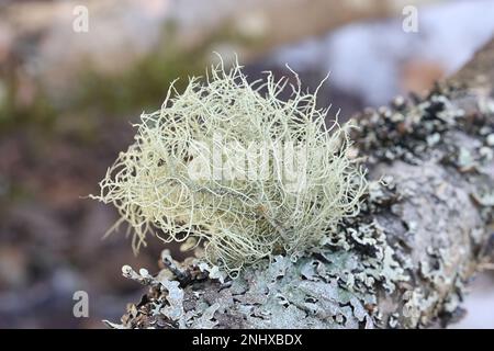 Usnea subfloridana, gemeinhin bekannt als Bart des alten Mannes, Bartflechten oder Bartmoos, Flechten aus Finnland Stockfoto