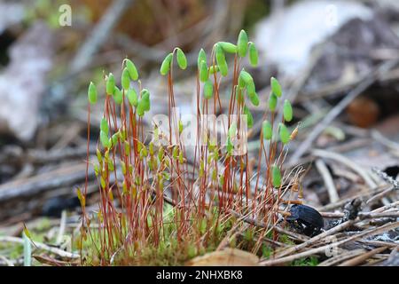 Sporangien von pohlia Moos, Pohlia nutans Stockfoto