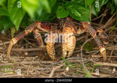 Kokosnusskrebse, Birgus Latro auf Aldabra Island, Seychellen Stockfoto