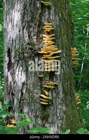 Laetiporus sulfureus, bekannt als Waldhuhn, wilder Polypore aus Finnland Stockfoto