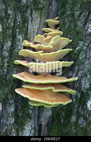 Laetiporus sulfureus, bekannt als Waldhuhn, wilder Polypore aus Finnland Stockfoto