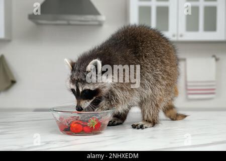 Süßer Waschbär, der Erdbeeren in einer Schüssel auf dem Küchentisch wäscht Stockfoto