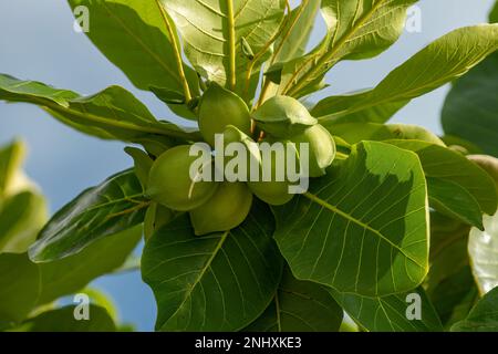 Terminalia catappa, indischer Mandelbaum Stockfoto