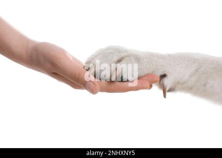 Hund, der einer Frau auf weißem Hintergrund die Pfote gibt, Nahaufnahme Stockfoto