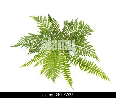 Wunderschöne tropische Farnblätter auf weißem Hintergrund Stockfoto