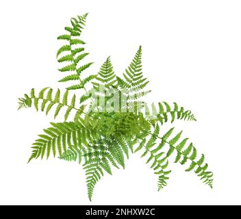 Wunderschöne tropische Farnblätter auf weißem Hintergrund Stockfoto