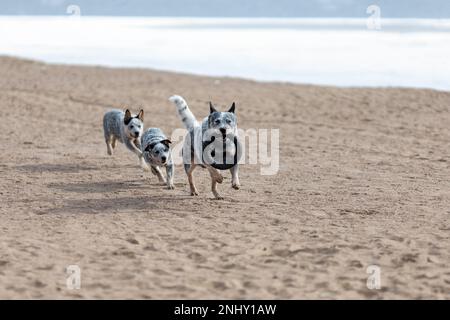 Welpen und Vater mit blauem Absatz oder australischer Rinderhund spielen am Strand zusammen Stockfoto