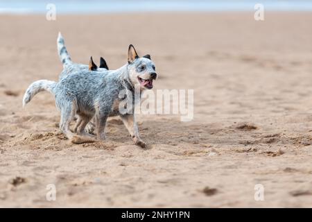 Zwei kleine Welpen australischer Rinderhunde oder blauer Hacke, die draußen auf Sand spielen und laufen Stockfoto