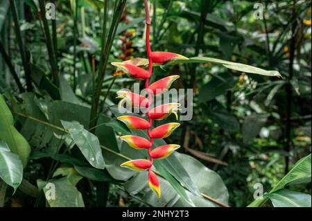 Lebendige Heliconia rostrata Blume, einzigartige Form und lebendige Farben in atemberaubenden Details. Besonders geeignet für jeden Garten oder jedes Blumenarrangements, für die Natur enth Stockfoto