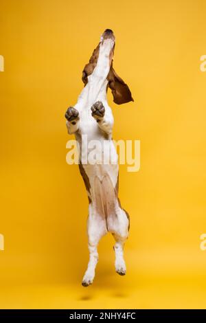 Basset-Hund, drei Monate alter Welpe, springt hoch. Lustiges Hundeporträt vor gelbem Hintergrund. Stockfoto