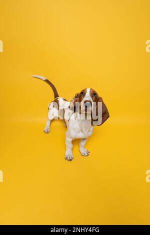 Basset-Hund, drei Monate altes Hündchen, das vor der Kamera aufblickt. Lustiges Hundeporträt vor gelbem Hintergrund. Stockfoto