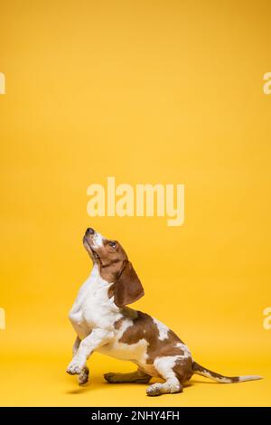 Basset-Hund, drei Monate alter Welpe, springt hoch. Lustiges Hundeporträt vor gelbem Hintergrund. Stockfoto