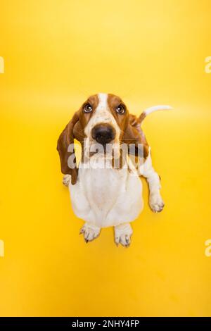 Basset-Hund, drei Monate altes Hündchen, das vor der Kamera aufblickt. Lustiges Hundeporträt vor gelbem Hintergrund. Stockfoto