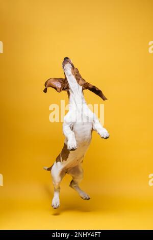 Basset-Hund, drei Monate alter Welpe, springt hoch. Lustiges Hundeporträt vor gelbem Hintergrund. Stockfoto