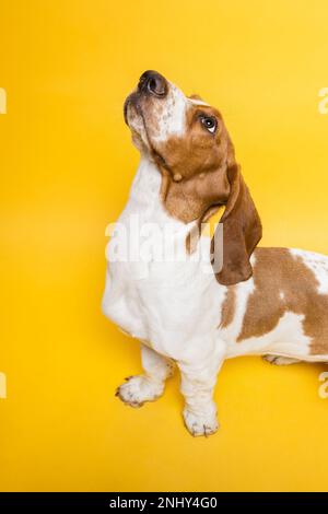 Basset-Hund, drei Monate alter Welpe, der aufblickt. Lustiges Hundeporträt vor gelbem Hintergrund. Stockfoto