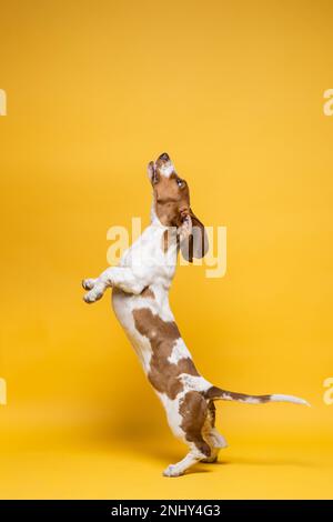 Basset-Hund, drei Monate alter Welpe, springt hoch. Lustiges Hundeporträt vor gelbem Hintergrund. Stockfoto