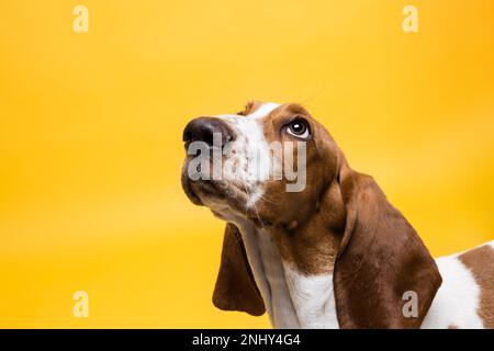 Basset-Hund, drei Monate alter Welpe, der aufblickt. Lustiges Hundeporträt vor gelbem Hintergrund. Stockfoto