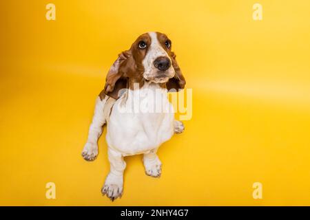 Basset-Hund, drei Monate alter Welpe, der aufblickt. Lustiges Hundeporträt vor gelbem Hintergrund. Stockfoto