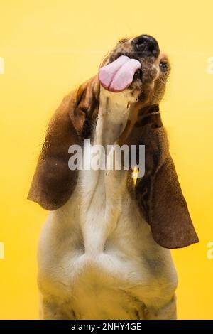 Basset-Hund, drei Monate alter Welpe, der Glas leckt. Lustiges Hundeporträt mit ausgestrecktem Zungenstock. Gelber Hintergrund. Stockfoto