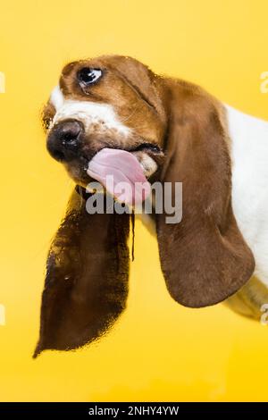 Basset-Hund, drei Monate alter Welpe, der Glas leckt. Lustiges Hundeporträt mit ausgestrecktem Zungenstock. Gelber Hintergrund. Stockfoto