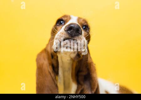 Basset-Hund, drei Monate alter Welpe, der Glas leckt. Lustiges Hundeporträt mit ausgestrecktem Zungenstock. Gelber Hintergrund. Stockfoto