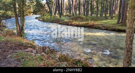 Eresma River, Scot Pine Forest, Sierra de Guadarrama National Park, Segovia, Kastilien und Leon, Spanien, Europa Stockfoto