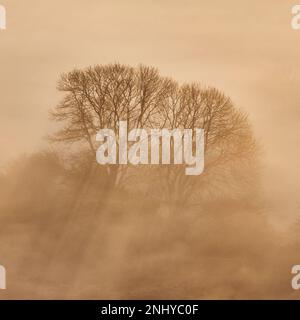 Der Nebel von Avalon, der durch die Landschaft von Glastonbury Tor, Glastonbury, Somerset rollt. Stockfoto