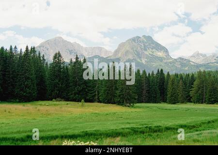 Montenegro. Durmitor-Nationalpark. Grüner Nadelwald vor dem Hintergrund der Berggipfel. Schönheit des Naturkonzepts Hintergrund Stockfoto