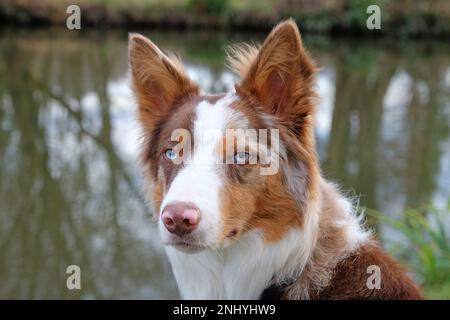 Ein dreifarbiger, roter Merle Border Collie stand an einem Flussufer, Surrey, Großbritannien. Stockfoto
